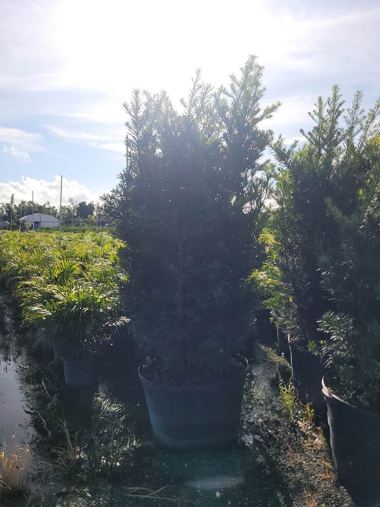 podocarpus-macrophyllus-maki-japanese-yew