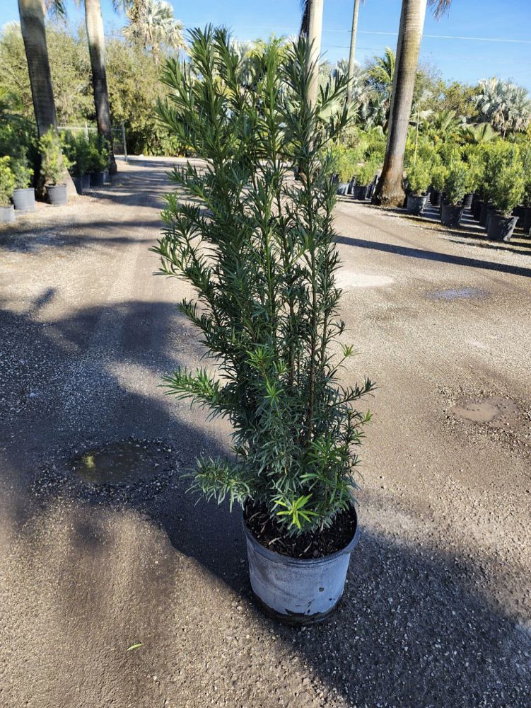 podocarpus-macrophyllus-maki-japanese-yew