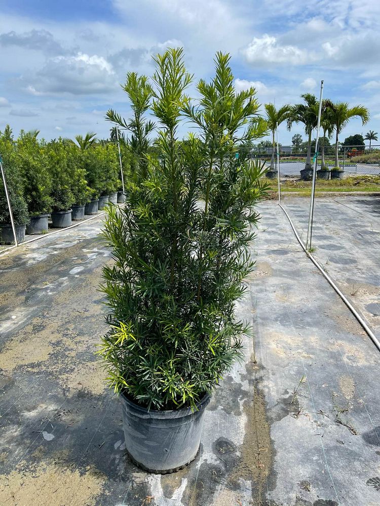 podocarpus-macrophyllus-maki-japanese-yew
