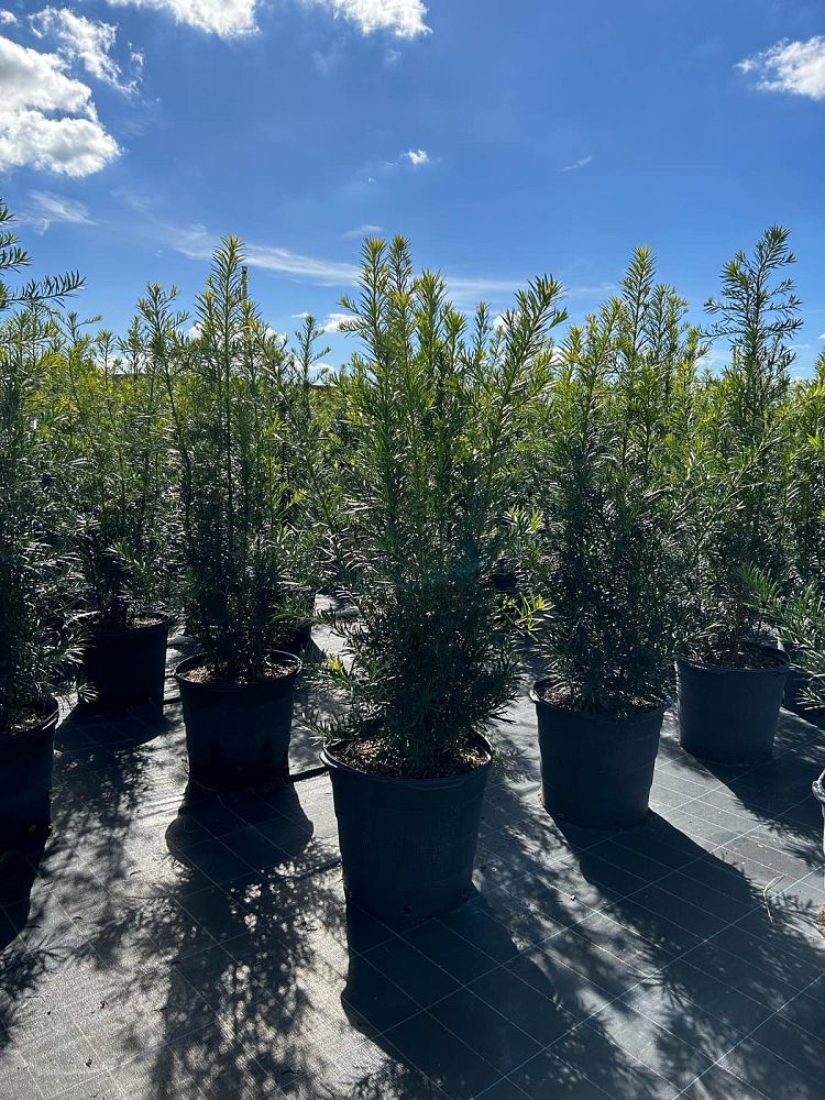 podocarpus-macrophyllus-maki-japanese-yew
