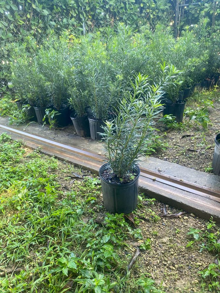 podocarpus-macrophyllus-maki-japanese-yew