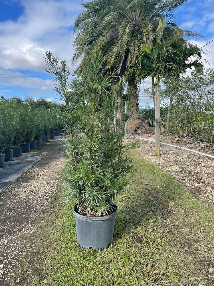 podocarpus-macrophyllus-maki-japanese-yew