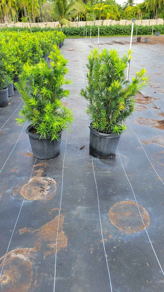 podocarpus-macrophyllus-maki-japanese-yew