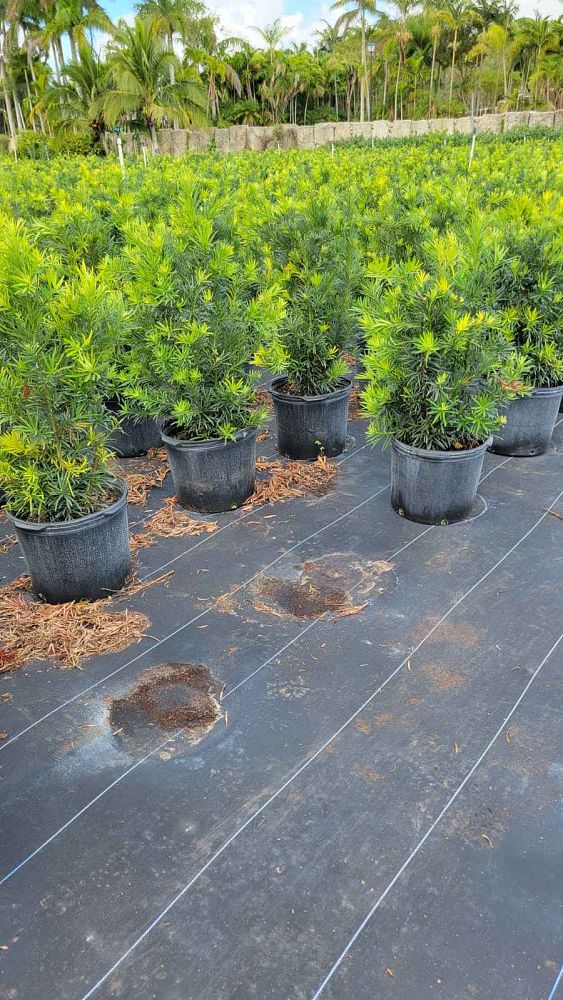 podocarpus-macrophyllus-maki-japanese-yew