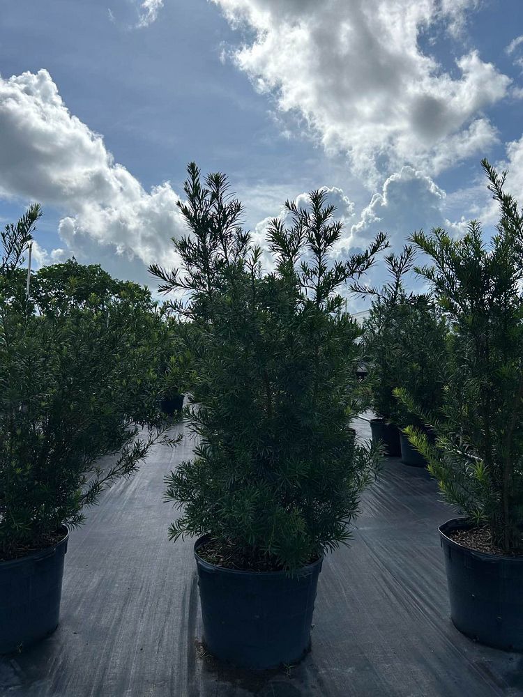 podocarpus-macrophyllus-maki-japanese-yew