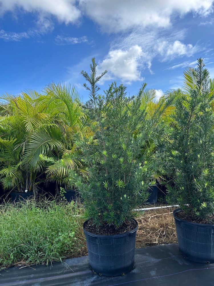 podocarpus-macrophyllus-maki-japanese-yew