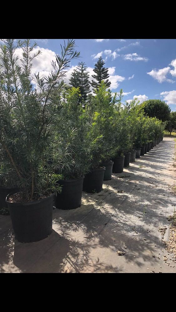 podocarpus-macrophyllus-maki-japanese-yew