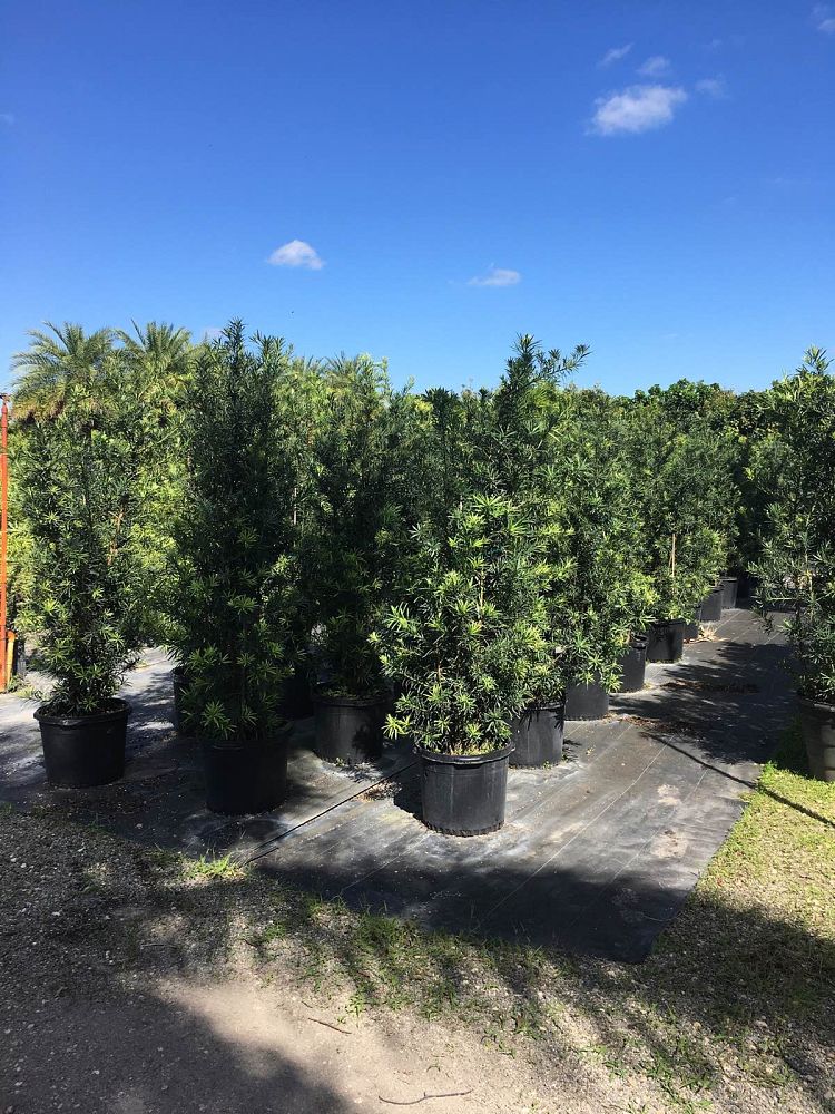 podocarpus-macrophyllus-maki-japanese-yew