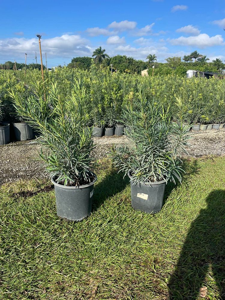 podocarpus-macrophyllus-maki-japanese-yew