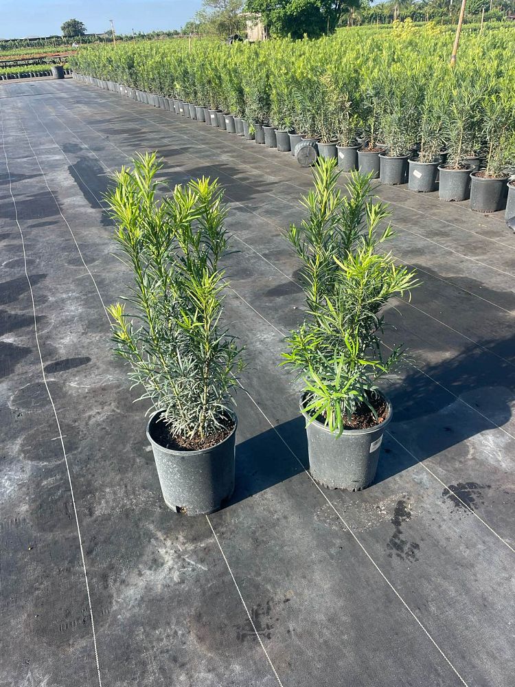 podocarpus-macrophyllus-maki-japanese-yew