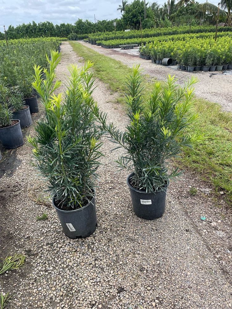 podocarpus-macrophyllus-maki-japanese-yew