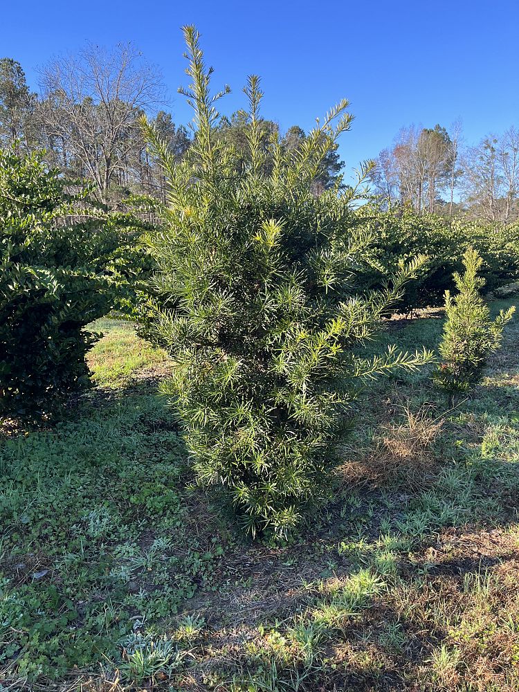 podocarpus-macrophyllus-maki-japanese-yew