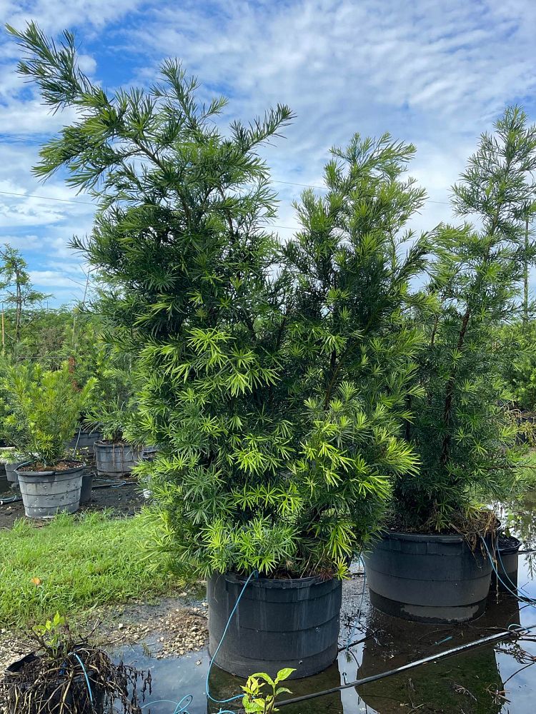 podocarpus-macrophyllus-maki-japanese-yew