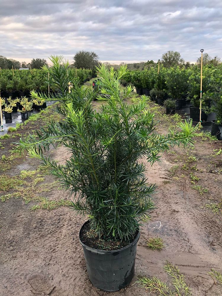 podocarpus-macrophyllus-maki-japanese-yew
