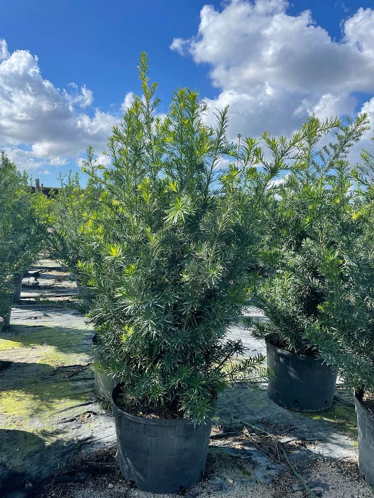 podocarpus-macrophyllus-maki-japanese-yew