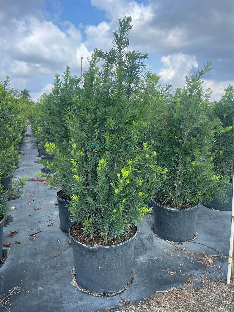 podocarpus-macrophyllus-maki-japanese-yew