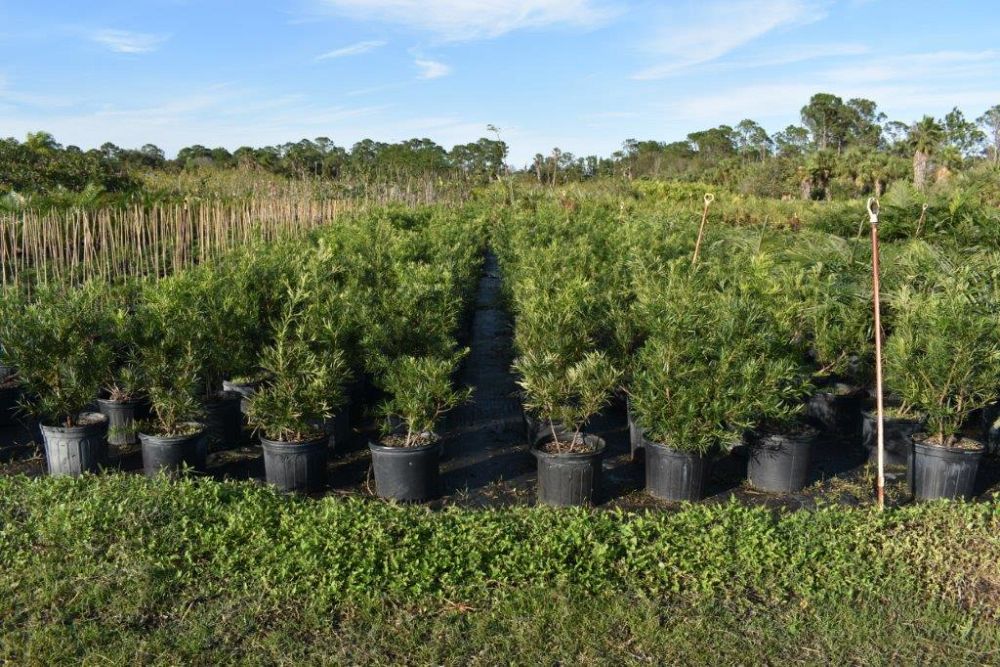 podocarpus-macrophyllus-maki-japanese-yew
