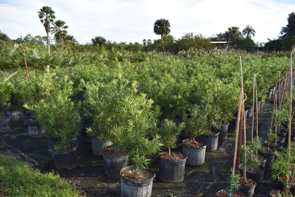 podocarpus-macrophyllus-maki-japanese-yew
