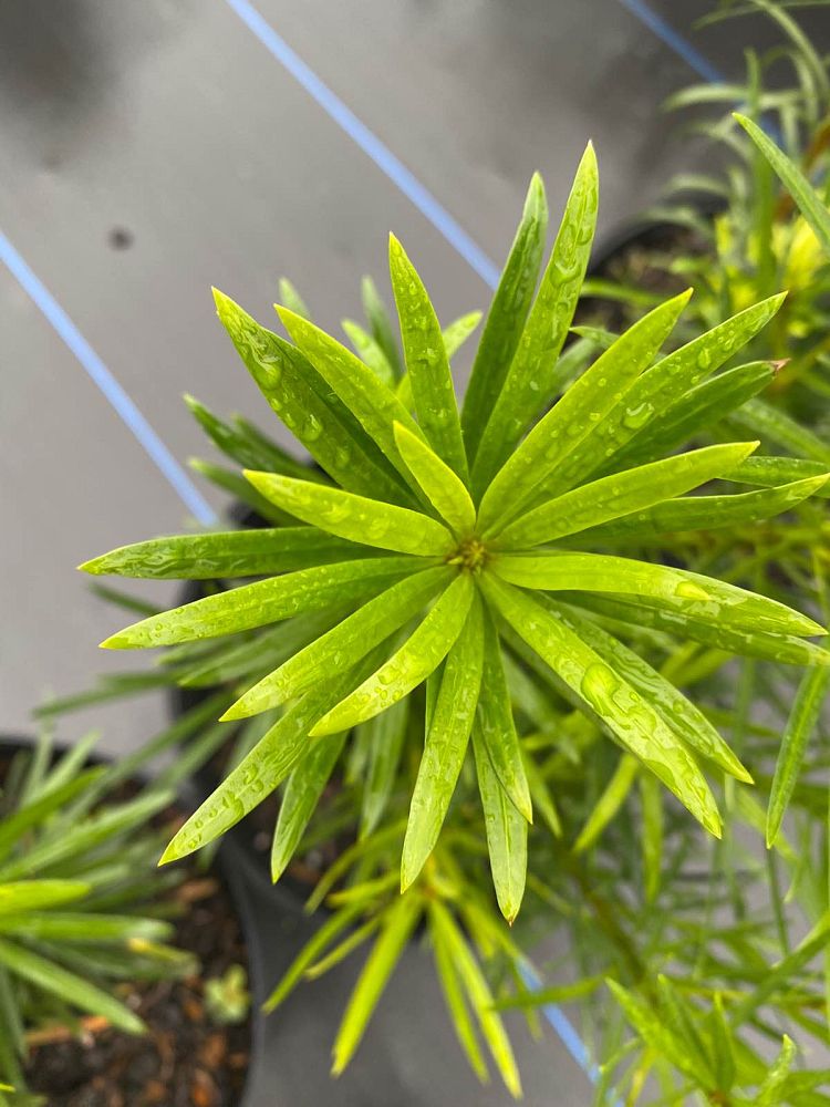 podocarpus-macrophyllus-maki-japanese-yew