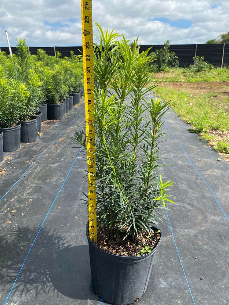 podocarpus-macrophyllus-maki-japanese-yew