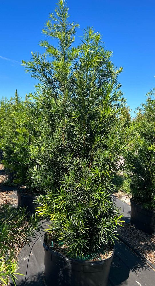 podocarpus-macrophyllus-maki-japanese-yew