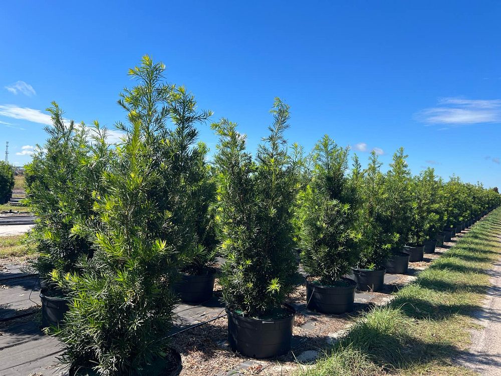 podocarpus-macrophyllus-maki-japanese-yew