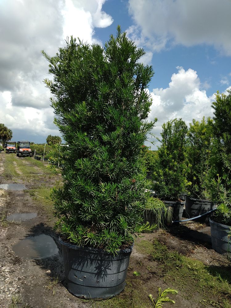 podocarpus-macrophyllus-maki-japanese-yew