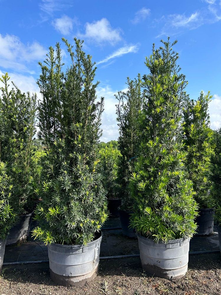 podocarpus-macrophyllus-maki-japanese-yew