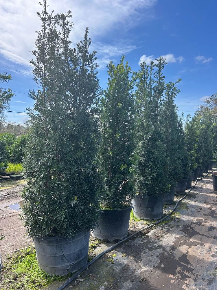 podocarpus-macrophyllus-maki-japanese-yew