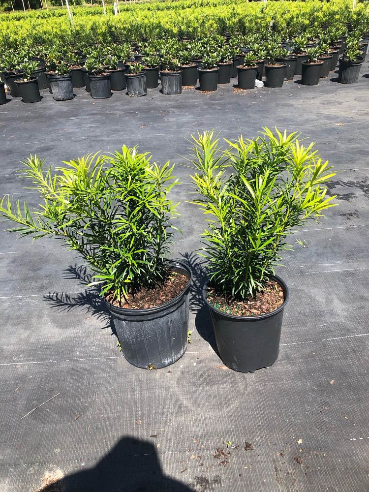 podocarpus-macrophyllus-maki-japanese-yew