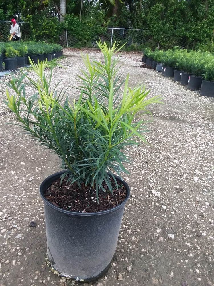 podocarpus-macrophyllus-maki-japanese-yew