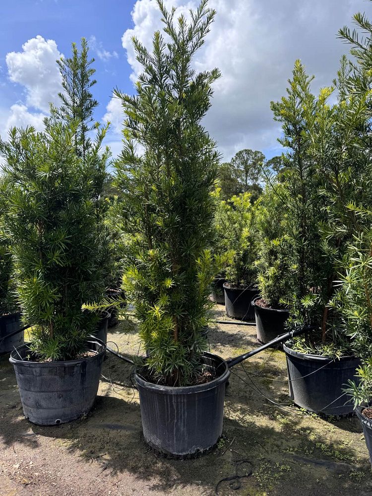 podocarpus-macrophyllus-maki-japanese-yew