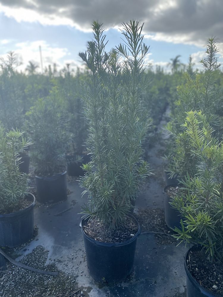 podocarpus-macrophyllus-maki-japanese-yew