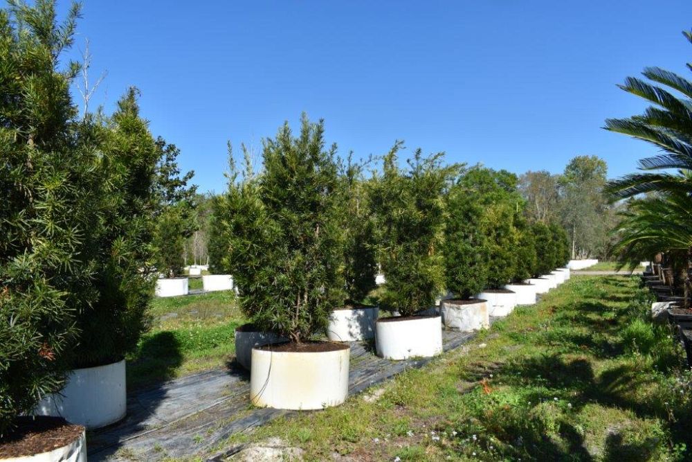 podocarpus-macrophyllus-maki-japanese-yew
