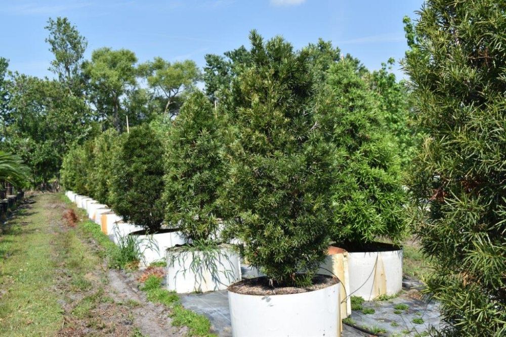 podocarpus-macrophyllus-maki-japanese-yew