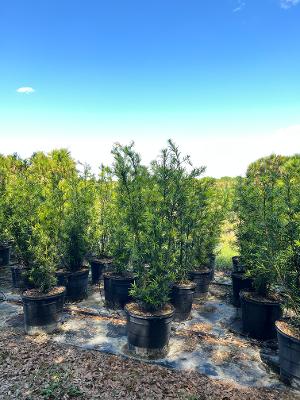 podocarpus-macrophyllus-maki-japanese-yew