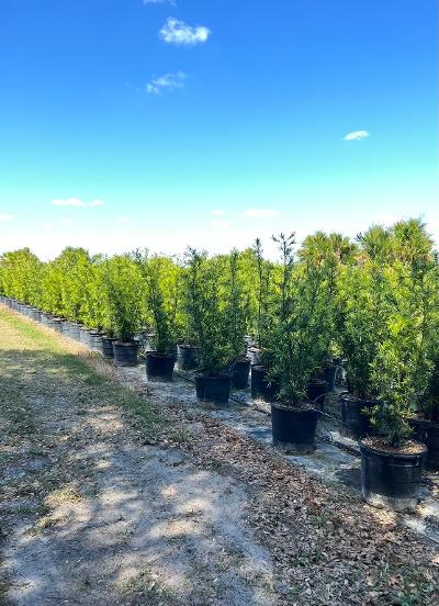 podocarpus-macrophyllus-maki-japanese-yew