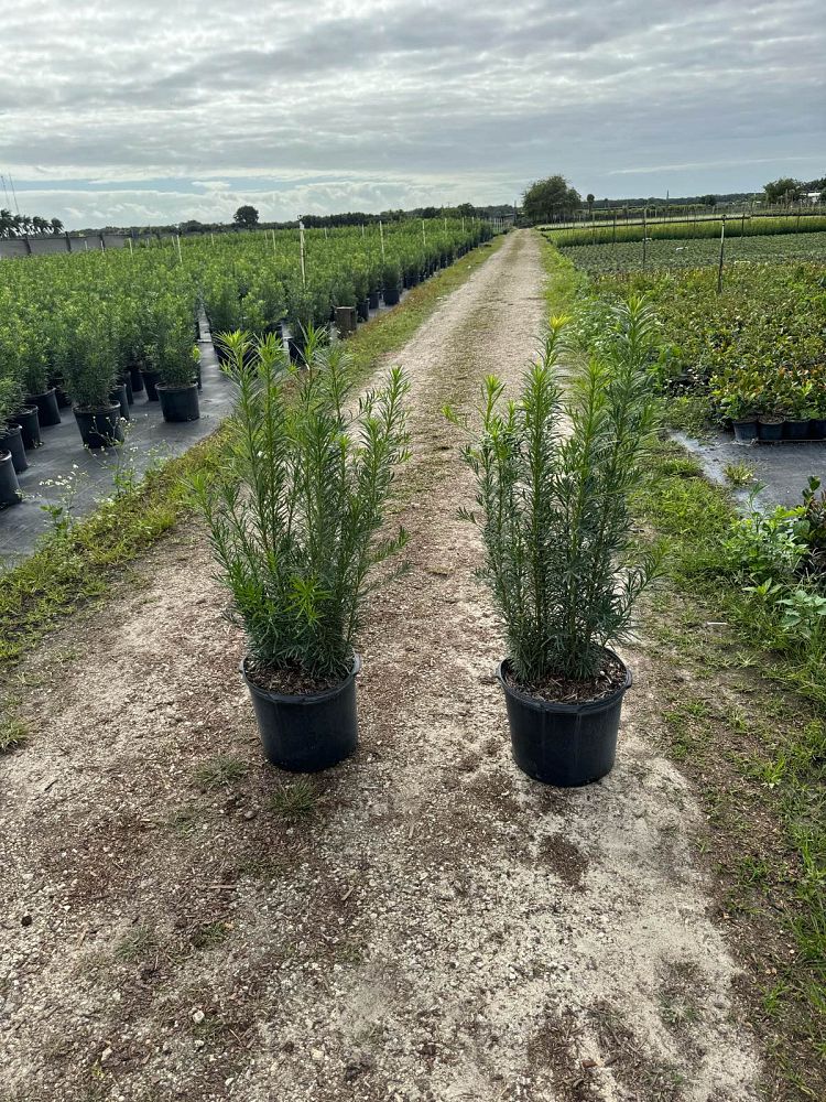 podocarpus-macrophyllus-maki-japanese-yew