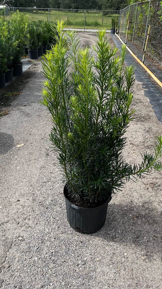 podocarpus-macrophyllus-maki-japanese-yew