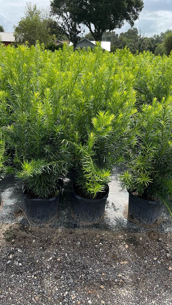 podocarpus-macrophyllus-maki-japanese-yew