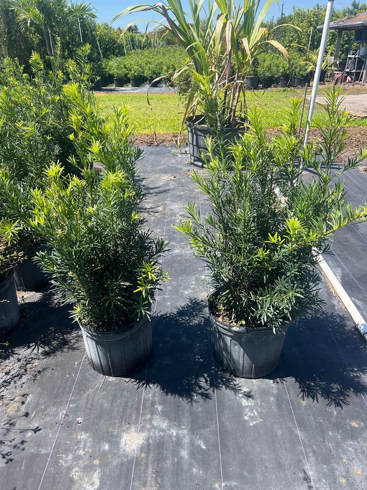 podocarpus-macrophyllus-maki-japanese-yew