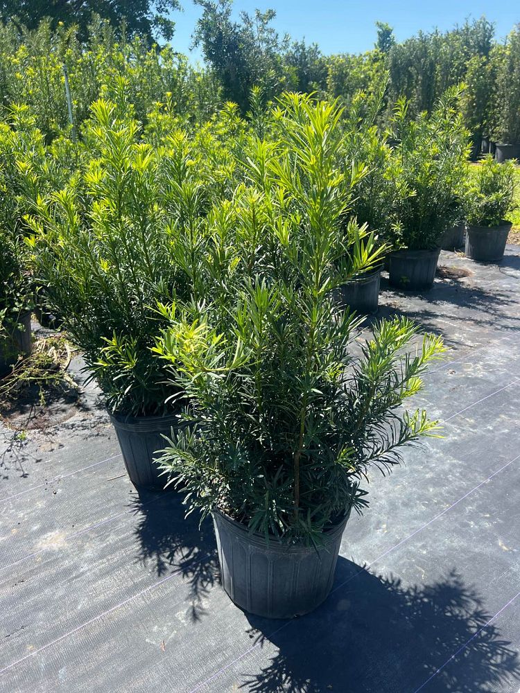 podocarpus-macrophyllus-maki-japanese-yew