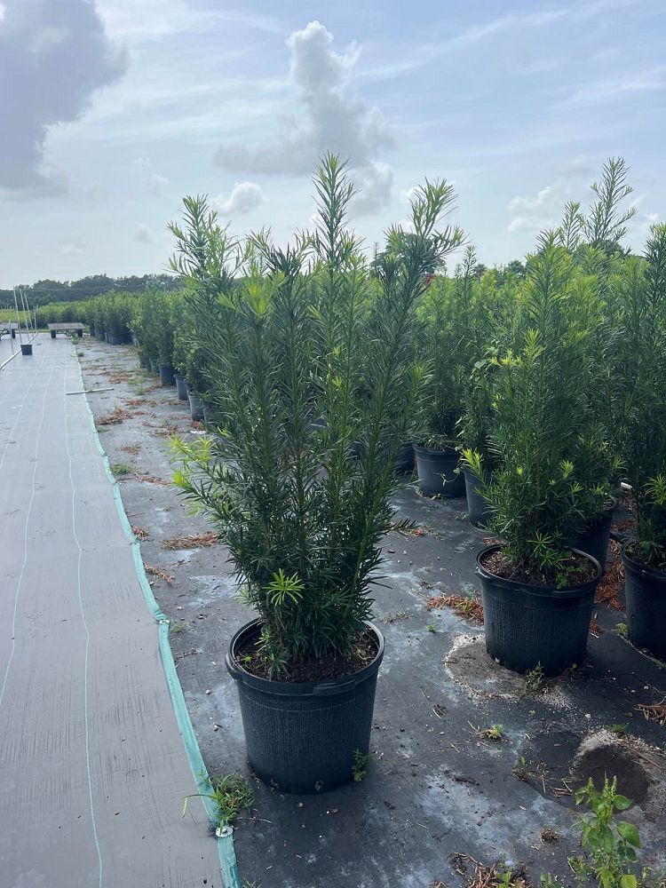 podocarpus-macrophyllus-maki-japanese-yew