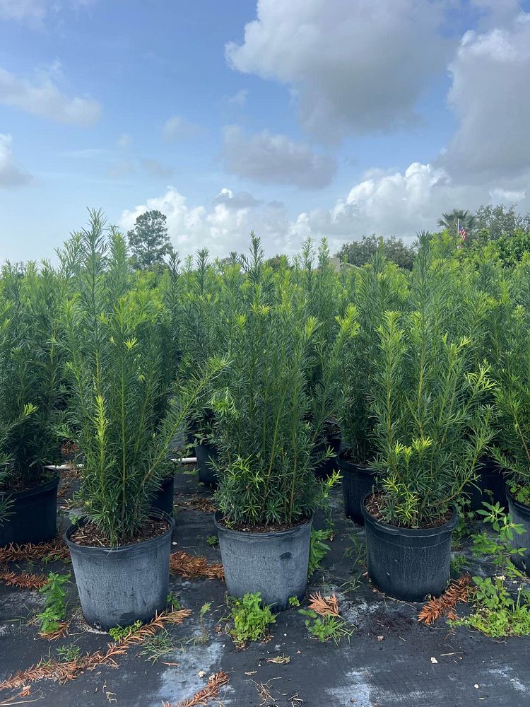 podocarpus-macrophyllus-maki-japanese-yew