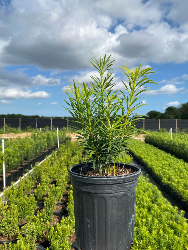 podocarpus-macrophyllus-maki-japanese-yew