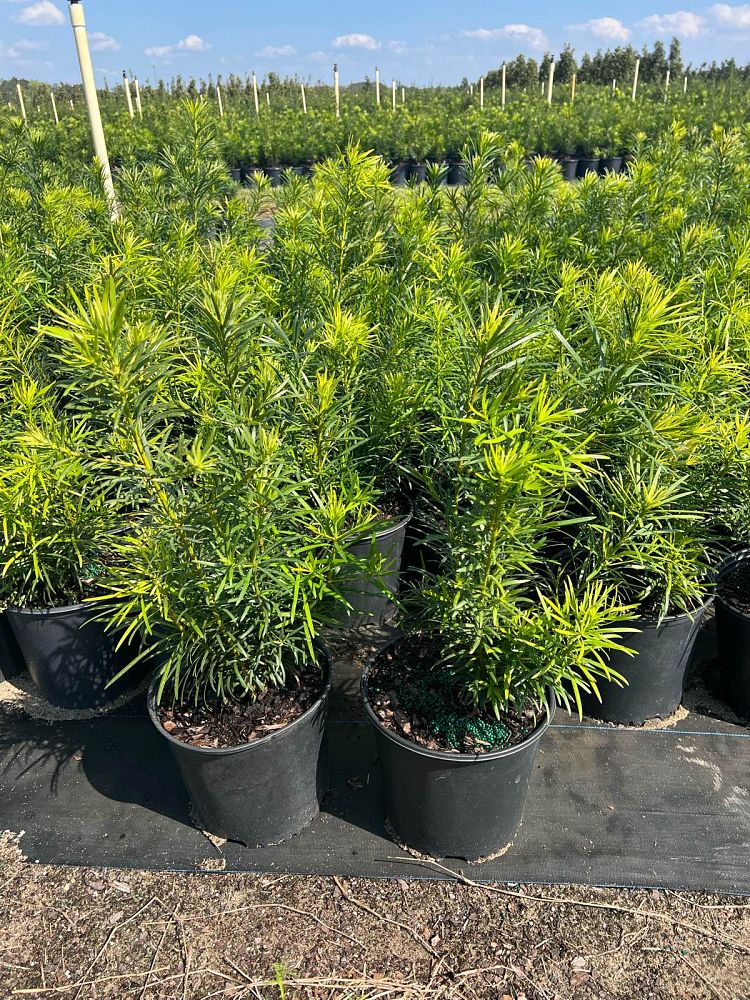 podocarpus-macrophyllus-maki-japanese-yew