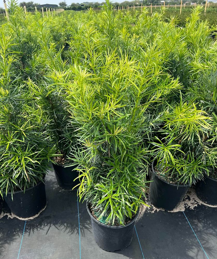 podocarpus-macrophyllus-maki-japanese-yew