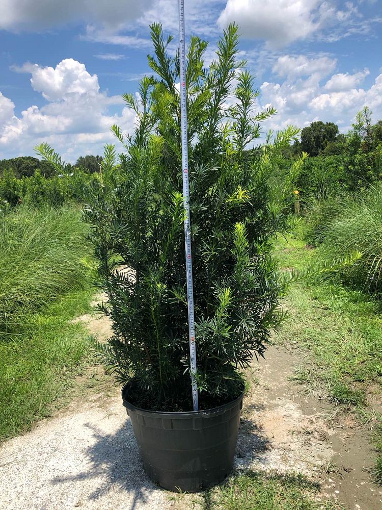 podocarpus-macrophyllus-maki-japanese-yew