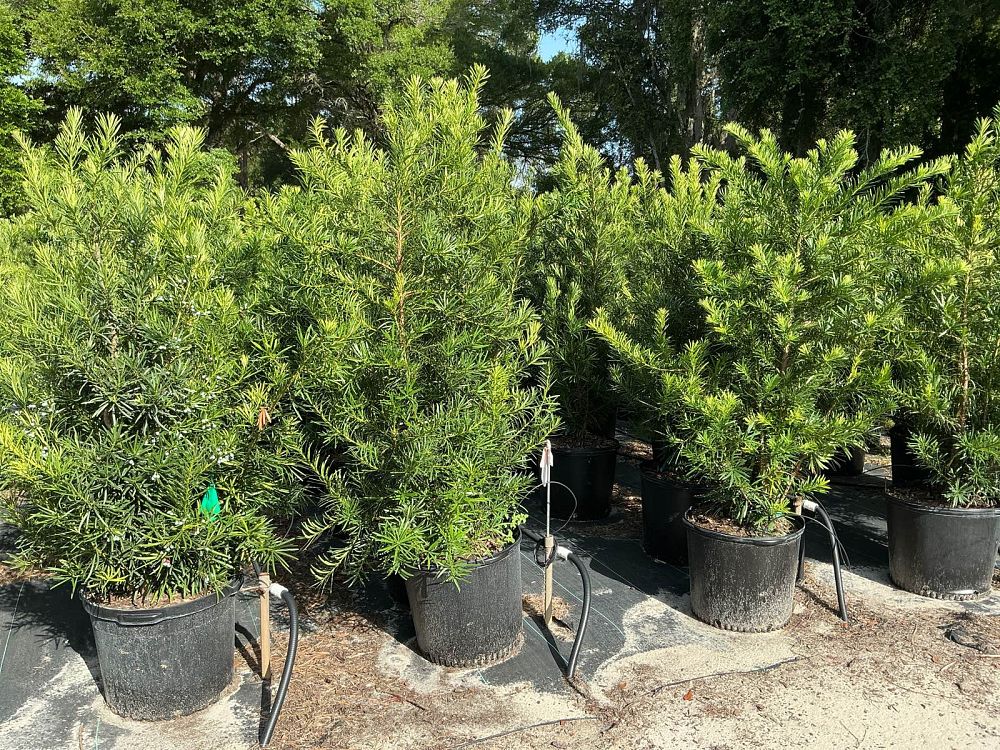 podocarpus-macrophyllus-maki-japanese-yew