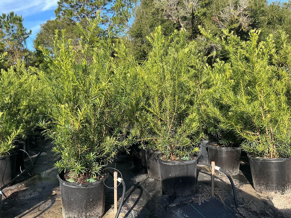 podocarpus-macrophyllus-maki-japanese-yew